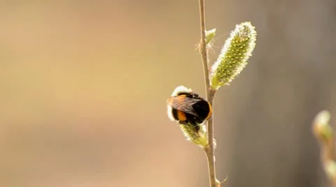 The bee collects nectar Stock Footage 10904009