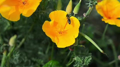 Bee collects nectar Stock Footage 37812310