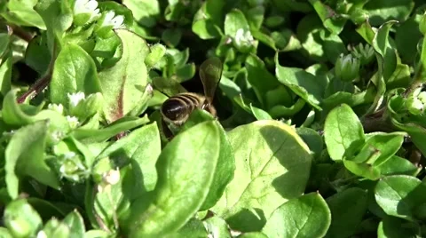 Bee collects nectar Video stock 48539819