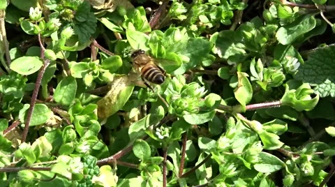 Bee collects nectar Stock Footage 48539830