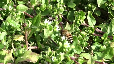 Bee collects nectar Stock Footage 48545485