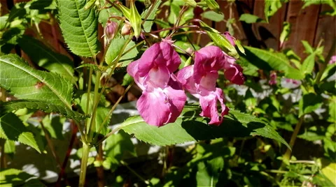 A bee collects nectar Stock Footage 53324533