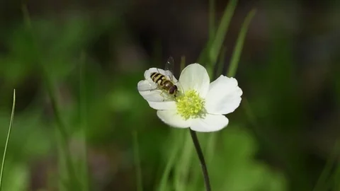 The bee collects the nectar Stock Footage 75894829