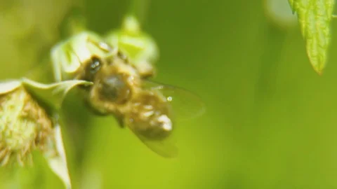 The bee collects the nectar Stock Footage 77589112