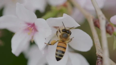 Bee Collects Nectar Stock Footage 138740846