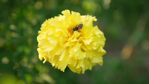 A bee collects nectar Stock Footage 288837923