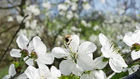 A bee collects nectar from a fruit tree branch full of blooming spring flowe Vídeos de archivo 271529671