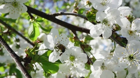 A bee collects nectar from a fruit tree branch full of blooming flowers, in 스톡 동영상 271529972