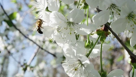 A bee collects nectar from a fruit tree branch full of white blooming flower Vídeos de archivo 271530081