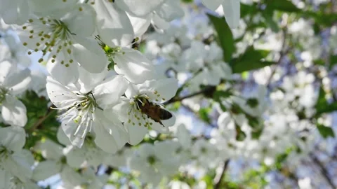 A bee collects nectar from a fruit tree branch full of white blooming spring 库存影片 271530138