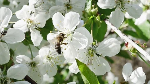 A bee collects nectar from a fruit tree branch full of white flowers, in slo 스톡 동영상 271531162