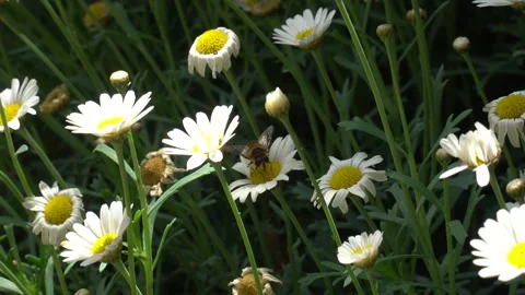 Bee collects nectar for honey with chamomile Stock Footage 241733242