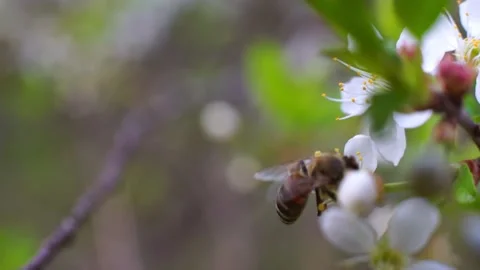 A bee collects nectar for honey from a white flower in summer Stock Footage 150863936