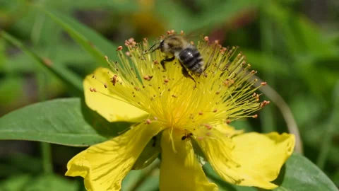 Bee collects nectar on hypericum yellow  flower Stock Footage 274230802