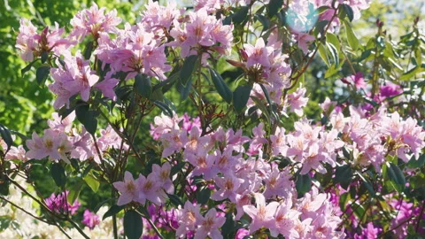 A bee collects nectar from large lilac pink flowers on a rhododendron bush. Stock Footage 310210057