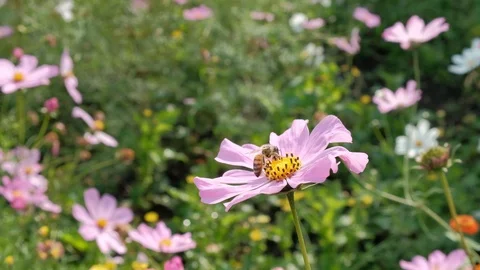 A bee collects nectar from a lilac flower.Bee collects honey Stock Footage 114570465