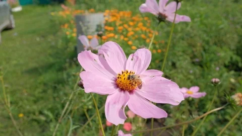 A bee collects nectar from a lilac flower.Bee collects honey Stock Footage 114570883