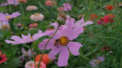 A bee collects nectar from a lilac flower.Bee collects honey Stock Footage