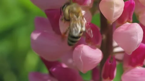 Bee collects nectar of lupine Stock Footage
