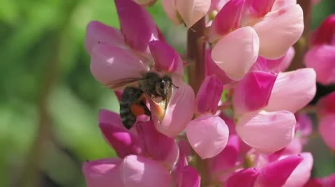 Bee collects nectar of lupine Stock Footage