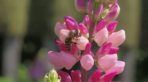 Bee collects nectar of lupine Stock Footage 11524784