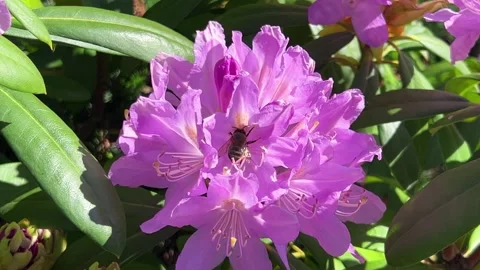A bee collects nectar from the lush pink and purple flowers of a rhododendron. Vidéo 315512477