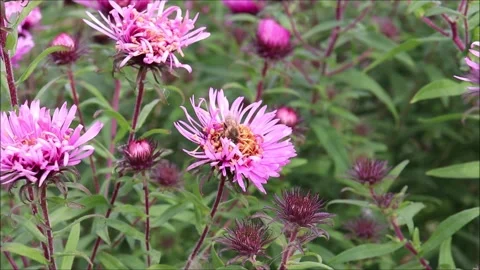 A bee collects nectar, moving in a circle Stock Footage 323520789