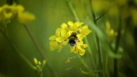 Bee collects nectar from mustard rapeseed flower slow motion. Stock Footage