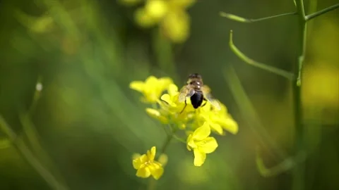 Bee collects nectar from mustard rapeseed flower slow motion. Stock Footage 92369399