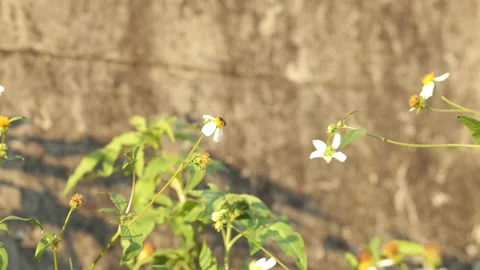 Bee collects nectar or pollinates a daisy. Video stock 168853072