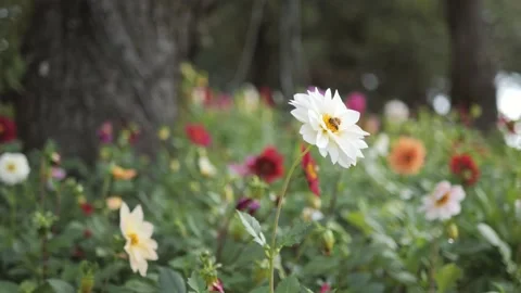 Bee collects nectar or pollinates on a flower. Stock Footage 238882353