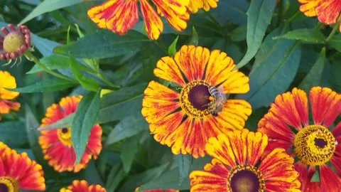 A bee collects nectar from the orange helenium flowers in the park. Stock Footage 315307826