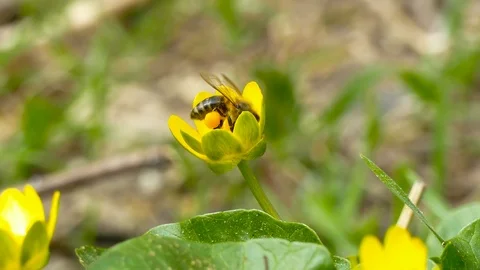 The bee collects nectar on paws from a flower 스톡 동영상 106029234