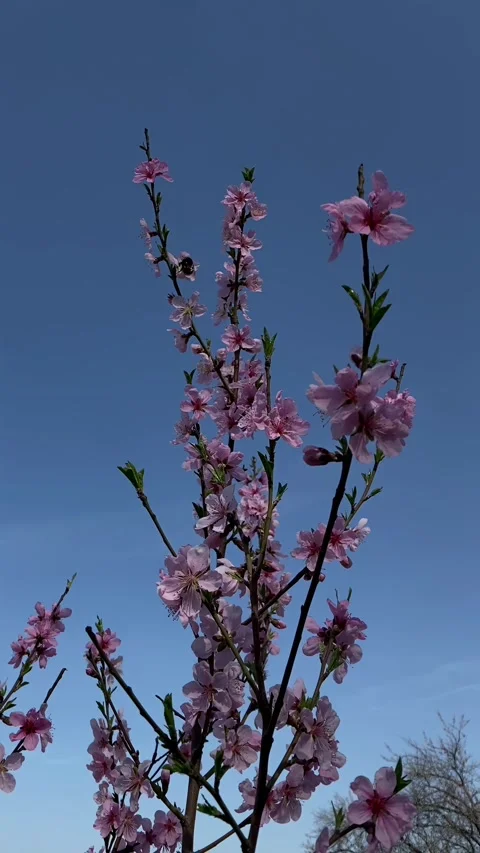 A bee collects nectar from peach blossoms beneath a clear blue sky during Stock-Footage 336006686