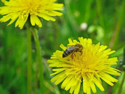 A bee collects nectar Stock Photos