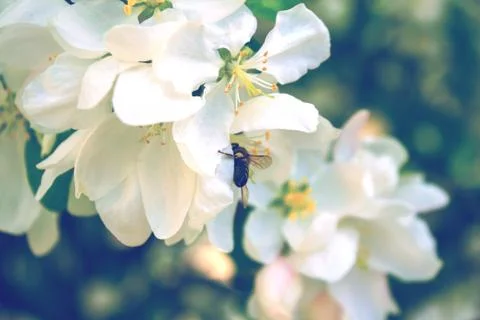 Bee collects nectar Stock Photos