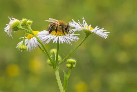 Bee collects nectar Stock Photos