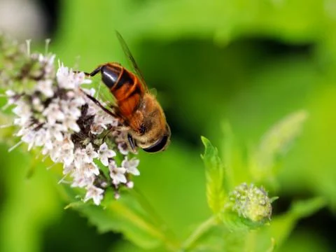 Bee collects the nectar Stock Photos