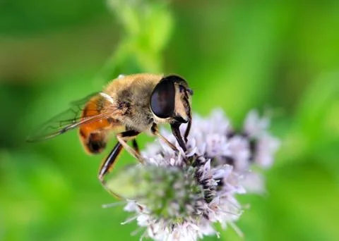 Bee collects the nectar 스톡 사진