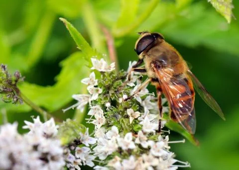 Bee collects the nectar Stock Photos