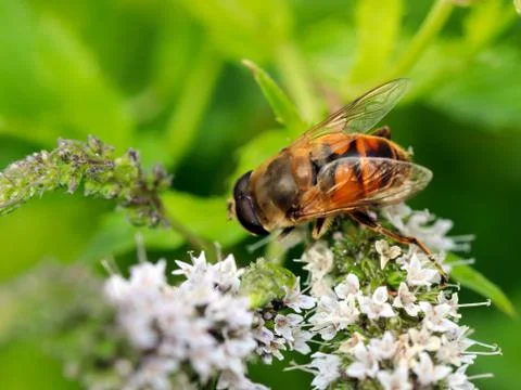 Bee collects the nectar Stock Photos