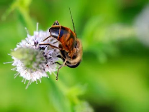 Bee collects the nectar Stock Photos