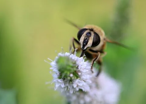 Bee collects nectar Stock Photos