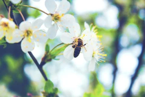 The bee collects the nectar Stock Photos