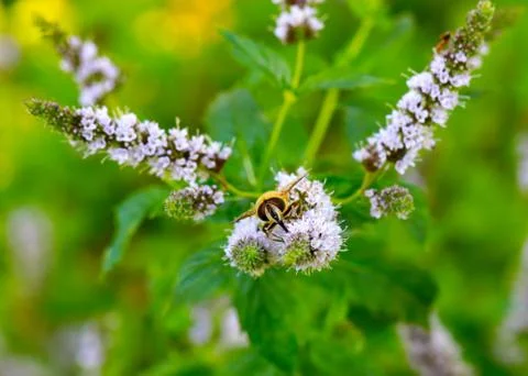Bee collects nectar Stock Photos