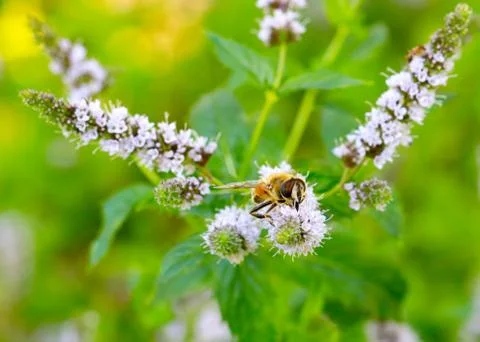 Bee collects nectar Stock Photos