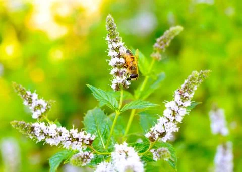 Bee collects nectar 스톡 사진