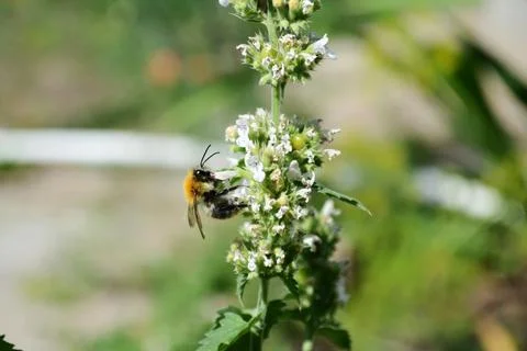 Bee collects nectar Stock-Fotos