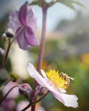 Bee collects nectar 스톡 사진