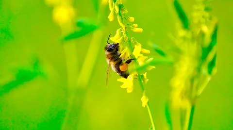 The bee collects nectar. Foto stock